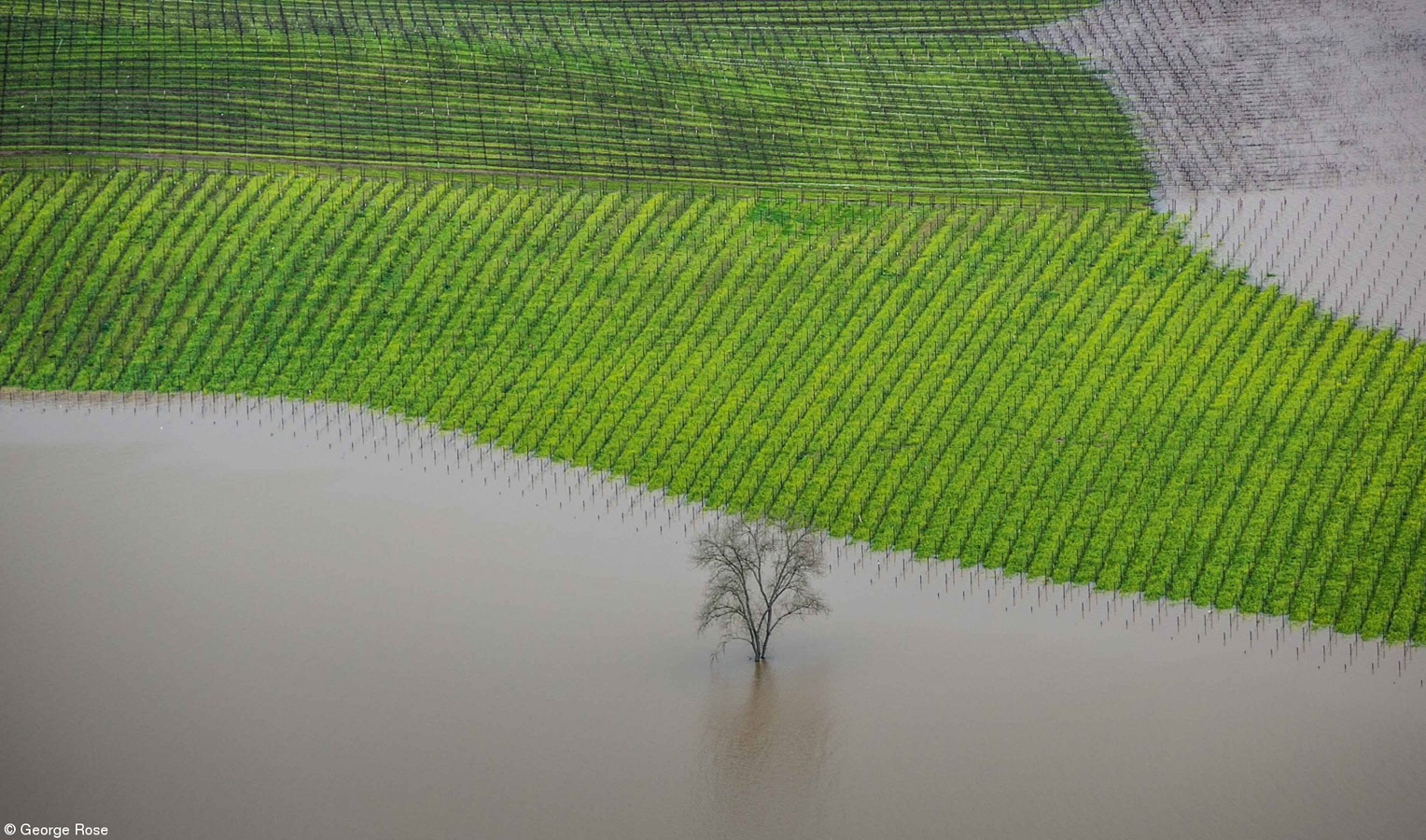 Vineyard Flooding, Sonoma County, © George Rose, United States, 1st Place, Errazuriz Wine Photographer of the Year - Places, Pink Lady Food Photographer of the Year