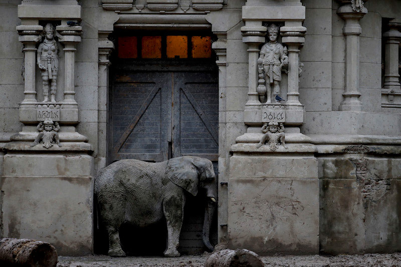 Standing In The Doorway, © Natacha Pisarenko / Associated Press, First Place Category: Science & Natural History, Pictures of the Year International — POY