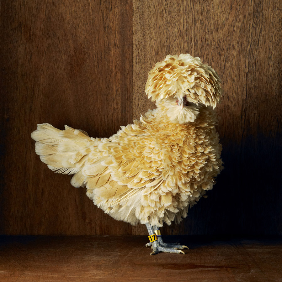 “Chickens bred for show”, Tamara Staples, Brooklyn, NY, United States, First place. Personal work, Rangefinder Best Friends — Animal Photography Contest