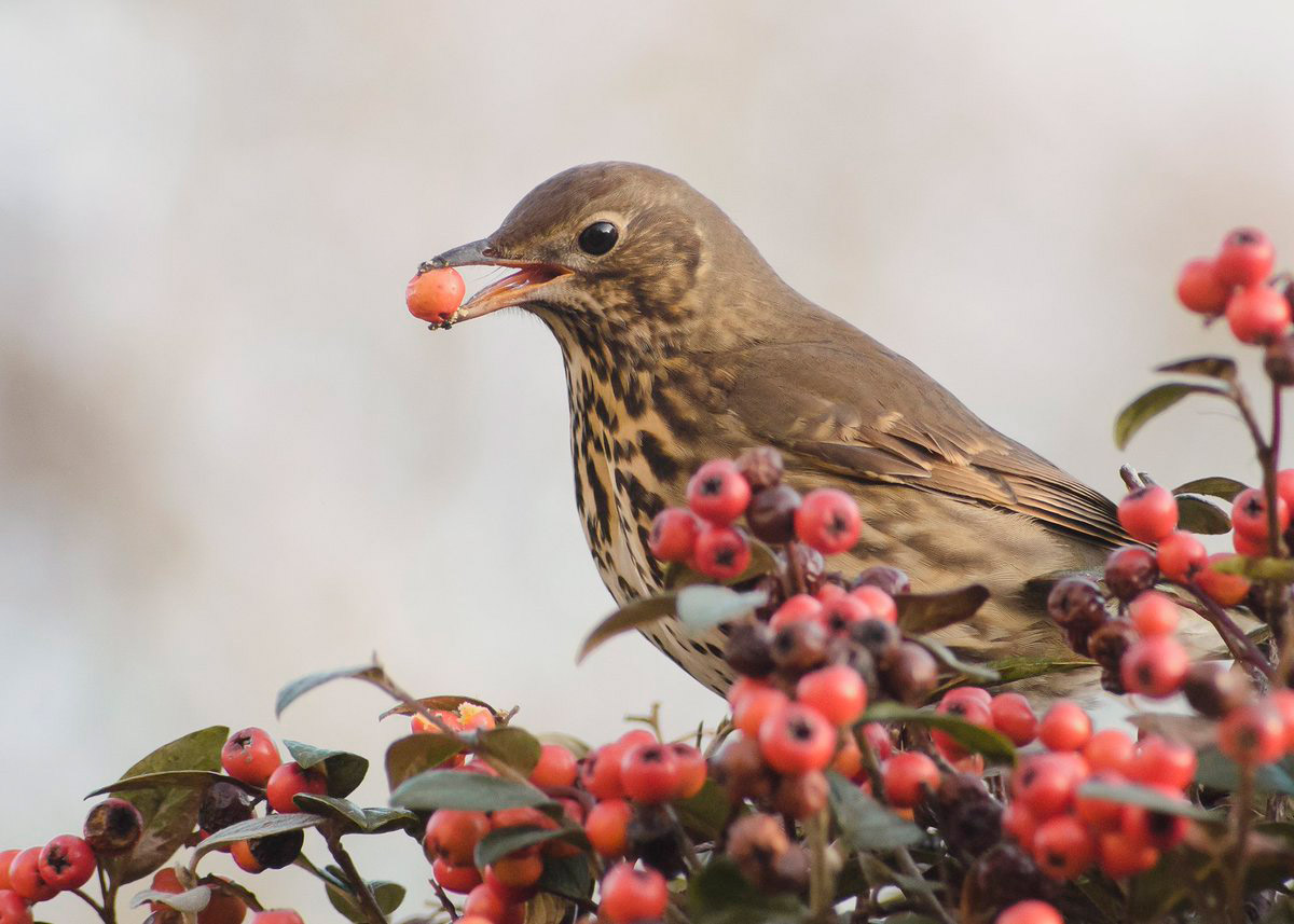 A Berry in the Beak is Worth Two in the Bush, © Emma Seward, 3rd Social Media Category, RHS Photographic Competition