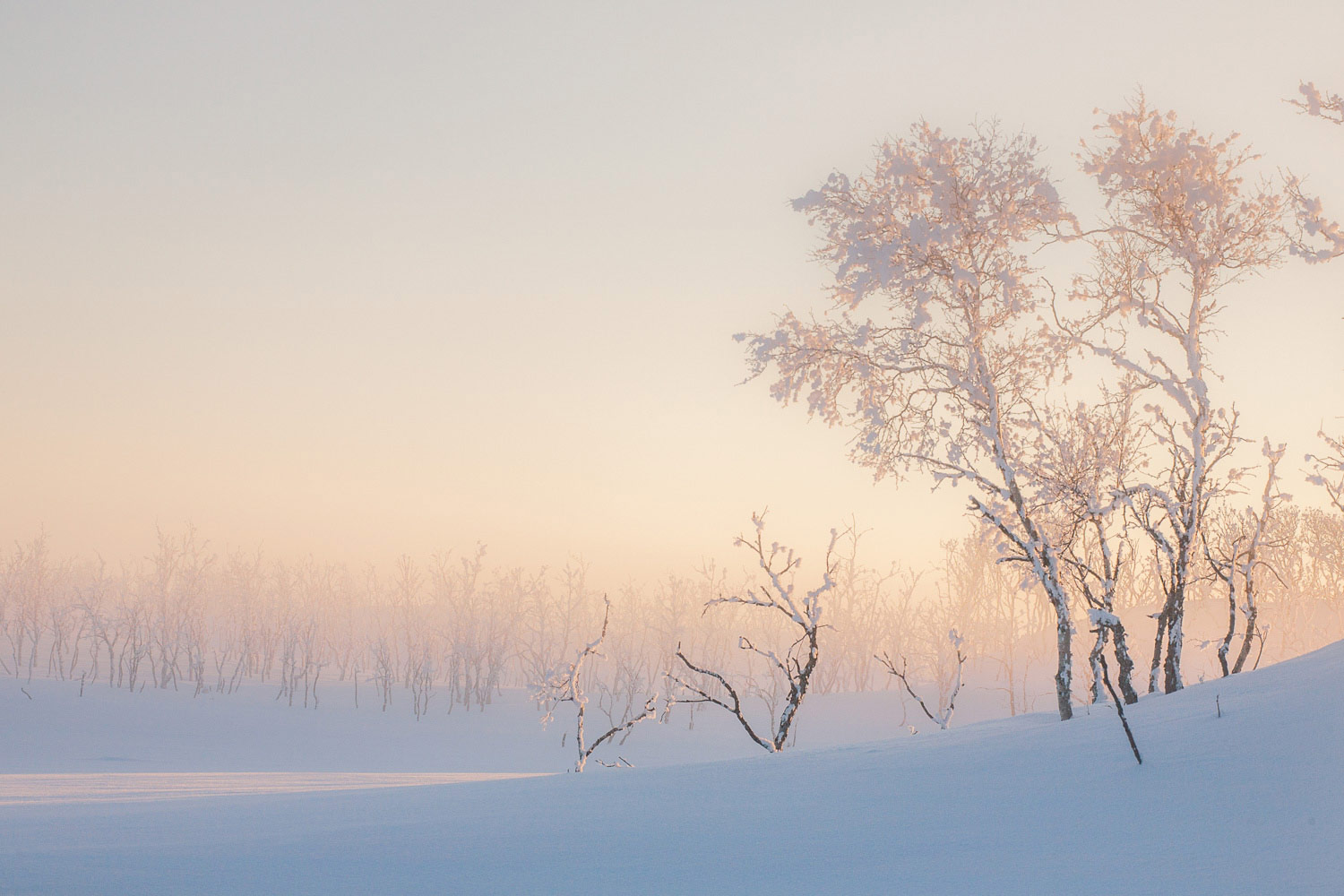 Arctic Birch, © Katarzyna Nizinkiewicz, 3rd Pure Plants Category, RHS Photographic Competition