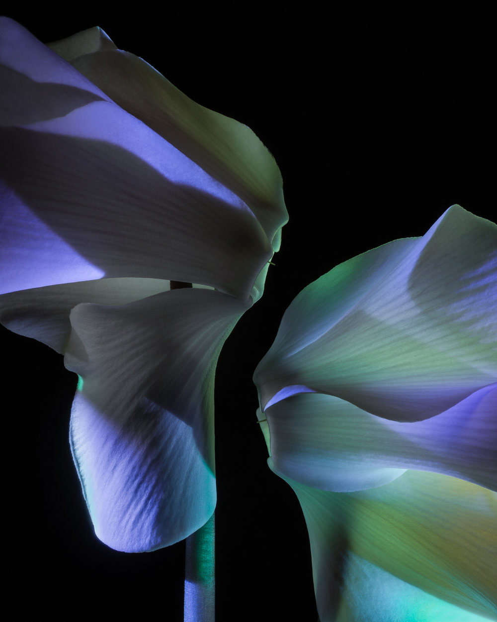 The Conversation: White Cyclamen in Spectral Light From a Prism, © Elizabeth A Kazda, 2nd Abstract and Details Category, RHS Photographic Competition