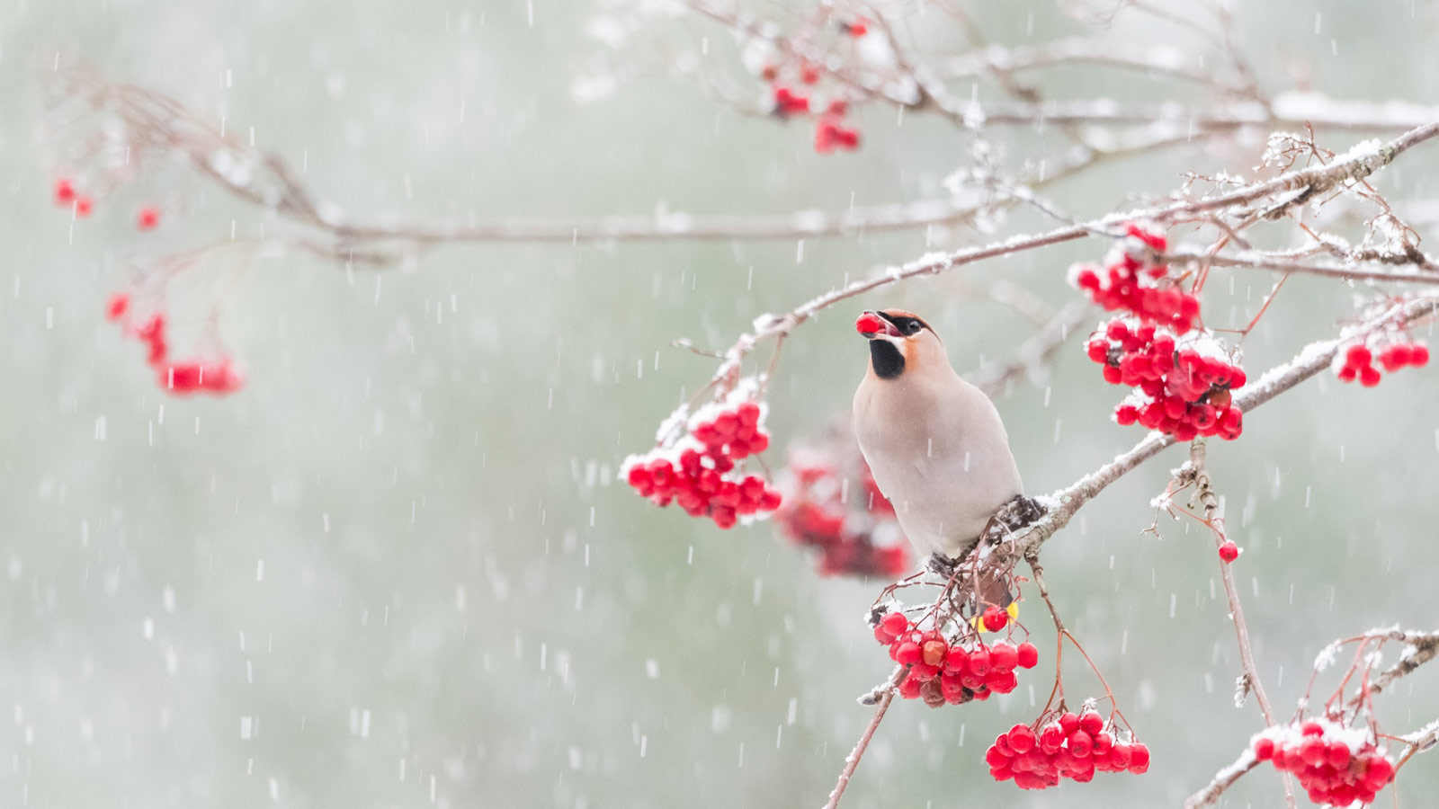 Waxwing and Rowan berries in the snow, © Alwin Hardenbol, Royal Society Publishing Photography Competition