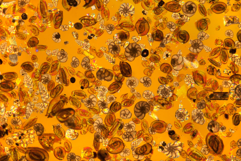 © Steve Lowry, Foraminifera shells, Royal Society of Biology Photography Competition