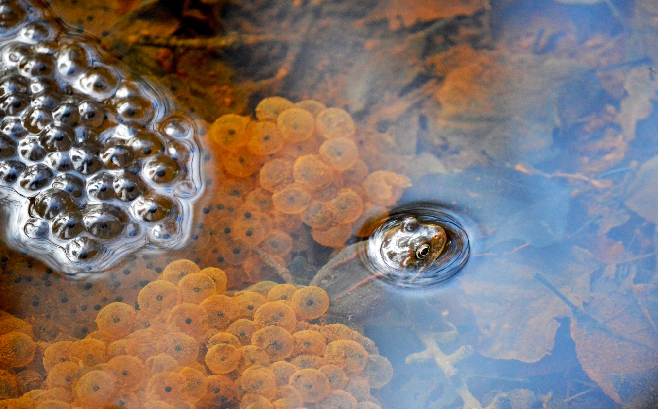 © Rebecca Keen, The Natural Habitat of a Frog, Royal Society of Biology Photography Competition
