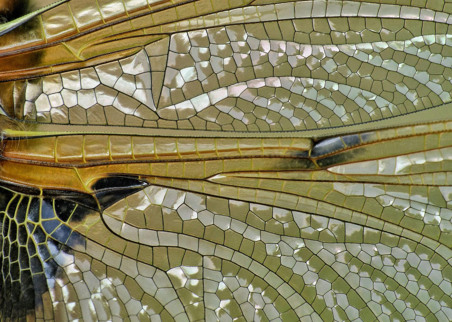 © Sean Clayton, Nature's Stained Glass, Royal Society of Biology Photography Competition