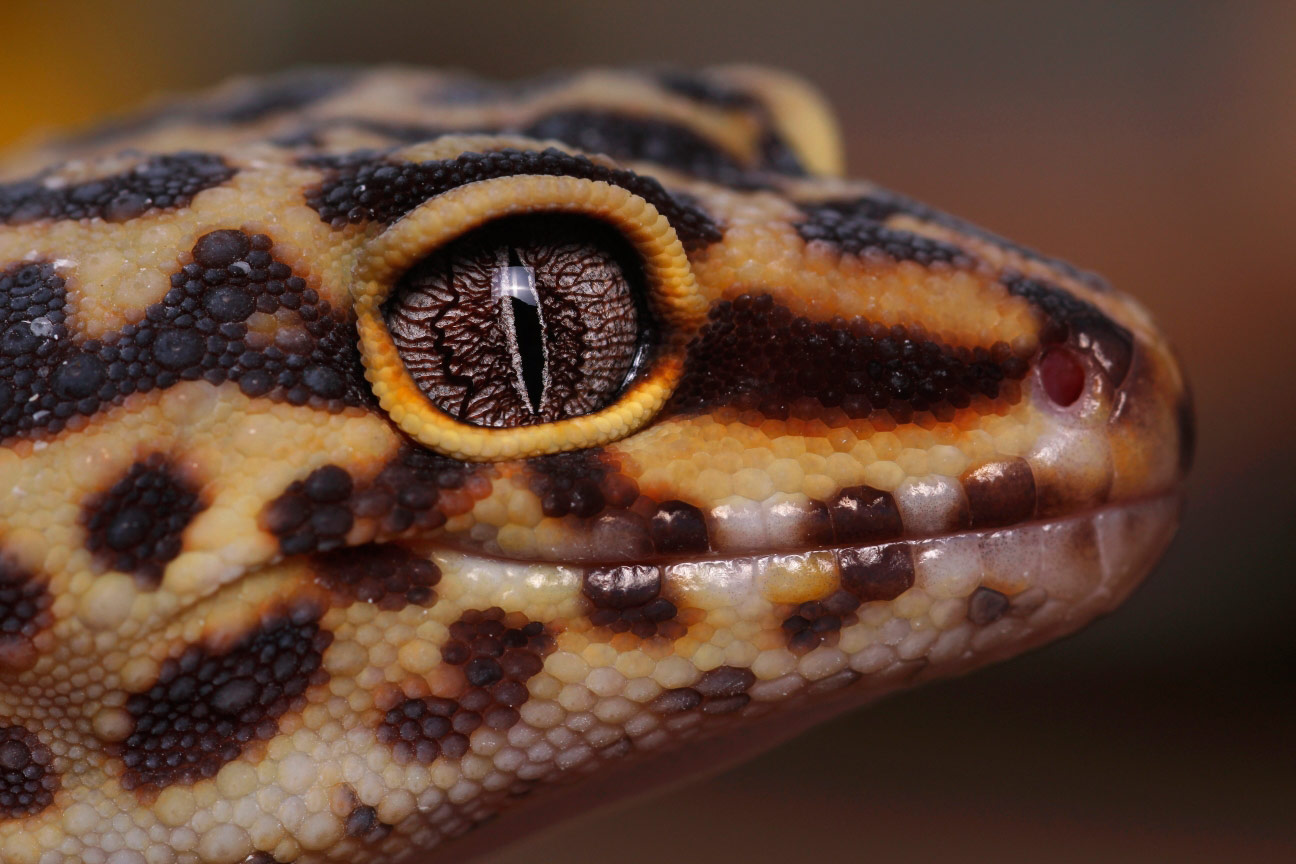 © Jack Olive, Leopard Gecko, Royal Society of Biology Photography Competition