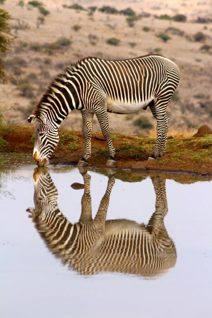 © Imogen Smith, Stripy reflections, Royal Society of Biology Photography Competition