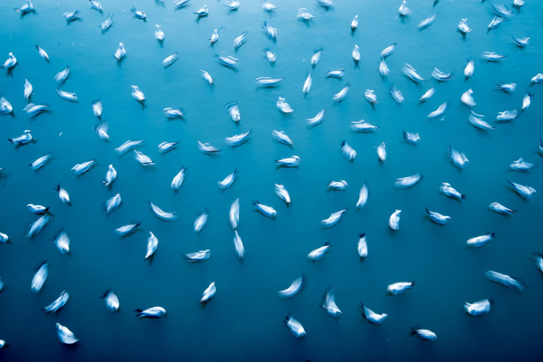 © Viraj Ghaisas, Flock of seagulls, Royal Society of Biology Photography Competition