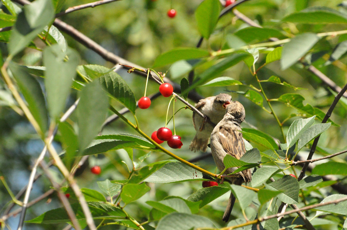 Sparrows and Cherry, © Olga Safronova, Russian Civilization International Photo Contest