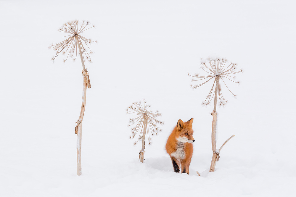 Hid, © Denis Budkov, Winner in category Wild Animals, “Most Beautiful Country” Photo Contest