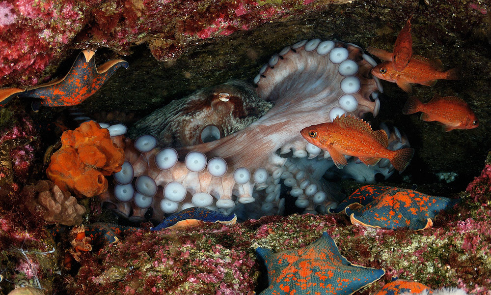 Octopus and its environment, © Andrey Shpatak, Winner in category Underwater World, “Most Beautiful Country” Photo Contest