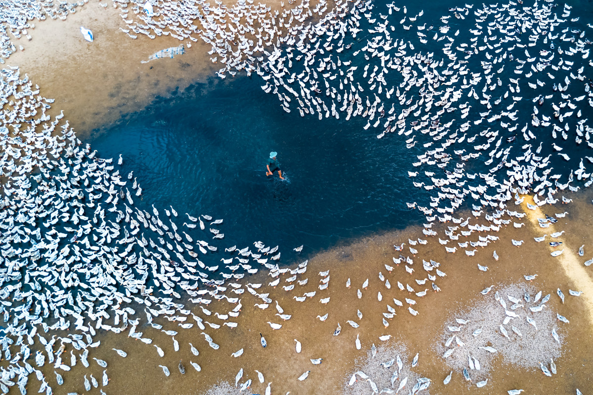 Raising Ducks, © Caokynhan, Third Prize Landscape Enthusiast Group, SkyPixel Photo Contest