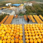 Persimmon Harvest in Golden Autumn, © 天涯, Second Prize Story Professional Group, SkyPixel Photo Contest