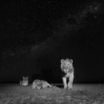 Will Burrard-Lucas, UK, Category Professional, Natural World, Sony World Photography Awards