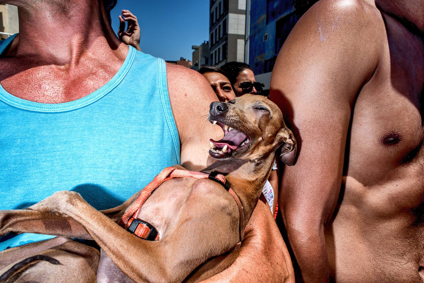 Dog Fun. Taken in Tel Aviv, © Ilan Burla, 3rd place, Single Image Winner, Street Photography Awards