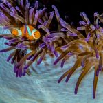 Underwater Photographer, © Norm Vexler, Amherst, MA, United States, Professional : Beaches/Underwater, The Great Outdoors: Landscape & Wildlife Photography Contest