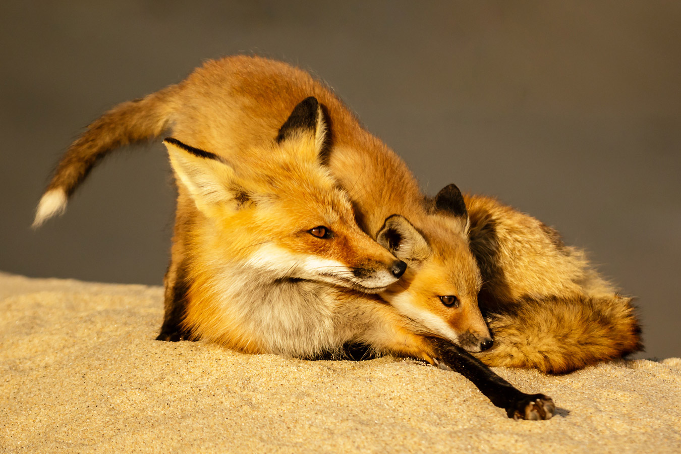 Red Fox Family, © Raj Das, Framingham, MA, United States, First Place Professional : Wildlife/Insects, The Great Outdoors: Landscape & Wildlife Photography Contest