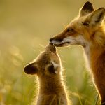 Red Fox Family, © Raj Das, Framingham, MA, United States, First Place Professional : Wildlife/Insects, The Great Outdoors: Landscape & Wildlife Photography Contest