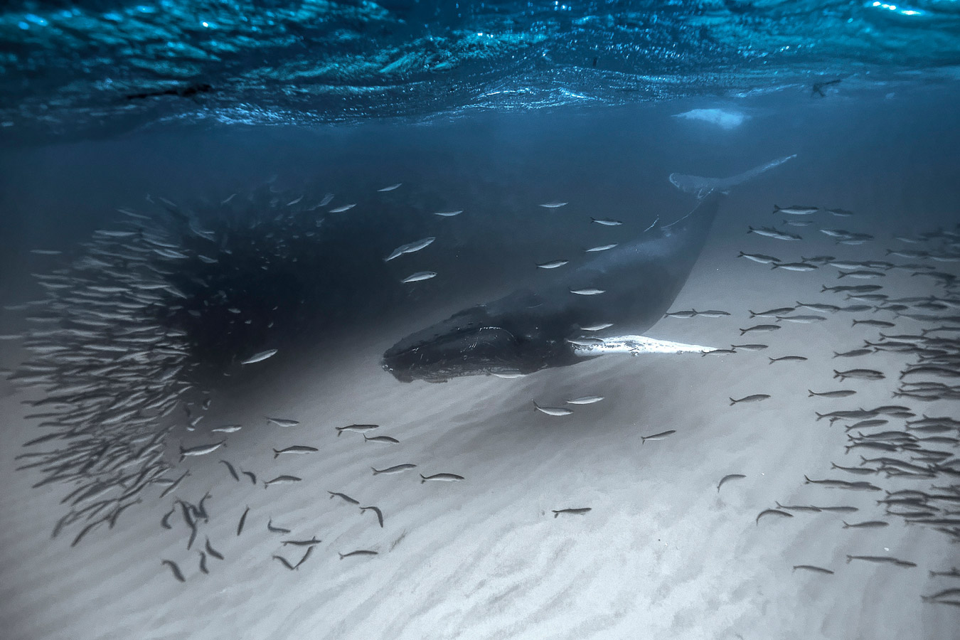 Frozen Hunting, © Fabrice Guerin, Aunay Sous Auneau, France, First Place Amateur : Beaches/Underwater, The Great Outdoors: Landscape & Wildlife Photography Contest