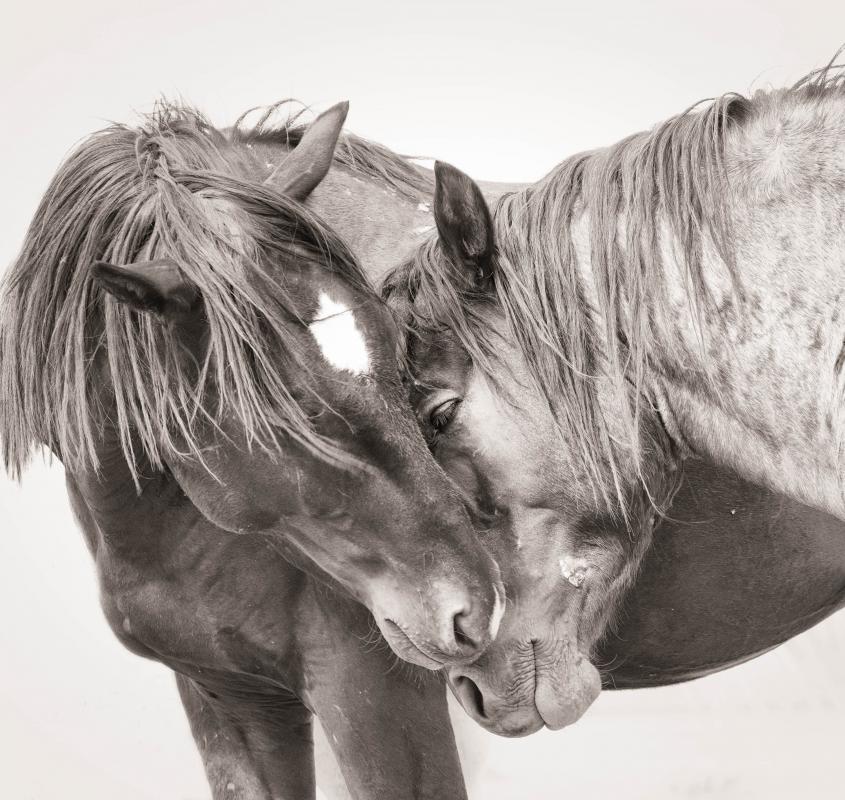 Onaqui Wild Stallions of the Great Basin Desert, © Bev Pettit, United States, 2nd Place, Tokyo International Foto Awards