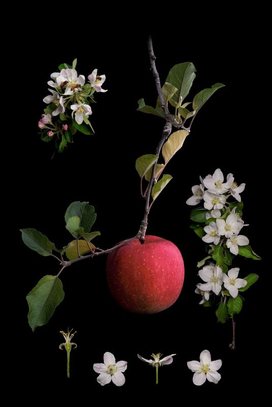 Identification of fruits, © Masumi Shiohara, Japan, 1st Place, Tokyo International Foto Awards