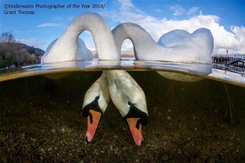 Love Birds, © Grant Thomas, UK, British Underwater Photographer of the Year, Underwater Photographer of the Year