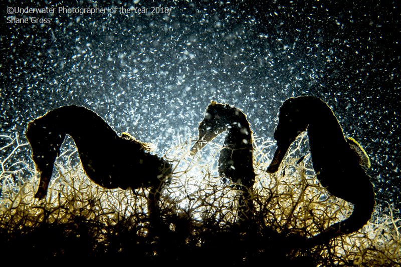 Seahorse Density, © Shane Gross (Canada), Macro Winner, Underwater Photographer of the Year