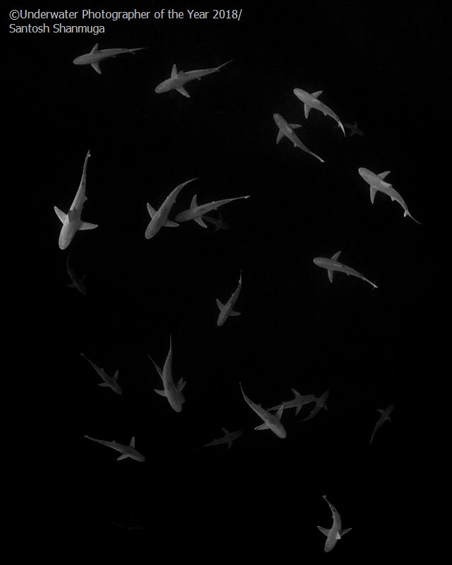 Angels of the Deep, © Santosh Shanmuga (USA), Black & White Third, Underwater Photographer of the Year