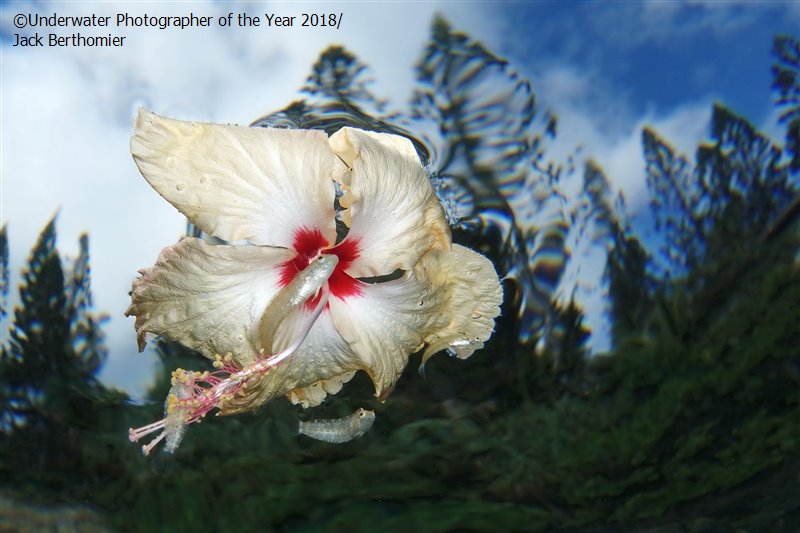 Flower Power, © Jack Berthomier (New Caledonia), Compact Runner Up, Underwater Photographer of the Year