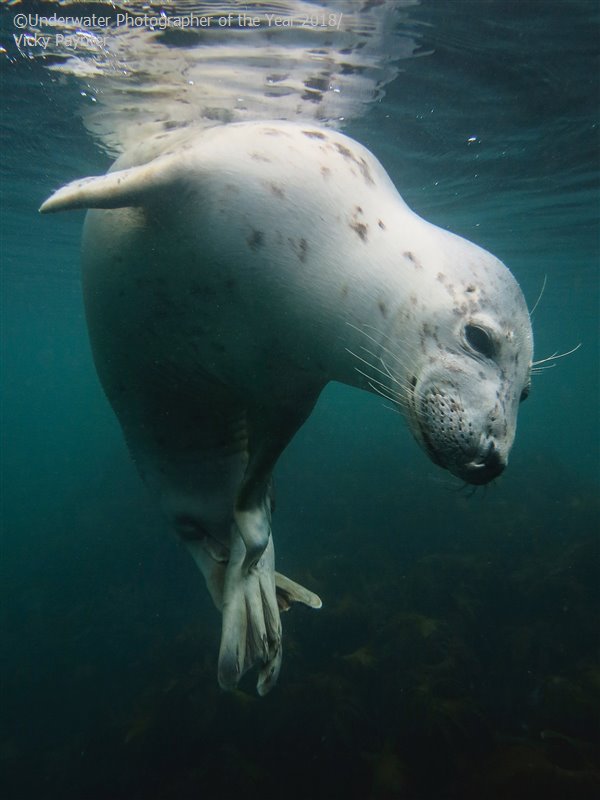 Scratchy Seal, © Vicky Paynter (UK), British Waters Compact Winner, Underwater Photographer of the Year