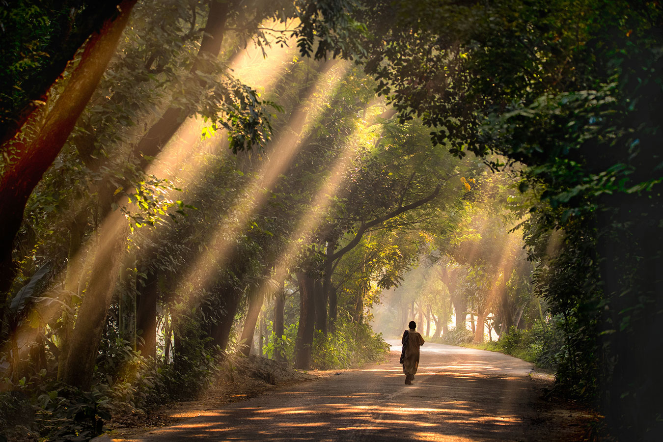 Satchari National Park, Bangladesh, © Abdul Momin, 3 place, Wiki Loves Earth Photo Contest