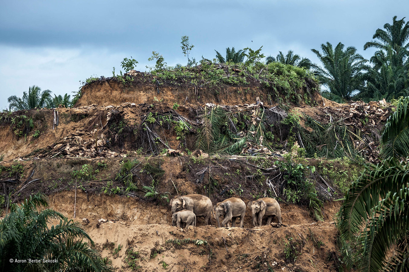 Palm-oil survivors, © Aaron ‘Bertie’ Gekoski, UK/USA, The Wildlife Photojournalist Award: Single Image, Wildlife Photographer of the Year