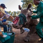 Rhino Horn: The ongoing atrocity, © Brent Stirton, South Africa, The Wildlife Photojournalist Award: Story Winner, Wildlife Photographer of the Year