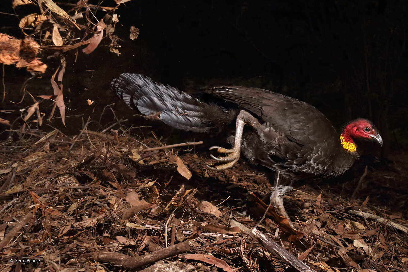 The incubator bird, © Gerry Pearce, UK/Australia, Behaviour: Birds Winner, Wildlife Photographer of the Year