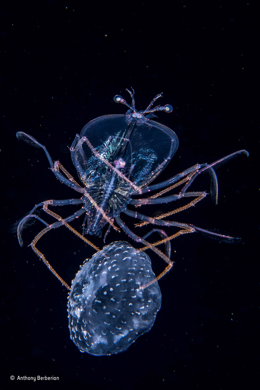 The jellyfish jockey, © Anthony Berberian, France, Under Water Winner, Wildlife Photographer of the Year
