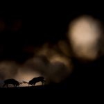 Rising Star Portfolio Award Winner, © Michel d’Oultremont, Belgium, Wildlife Photographer of the Year