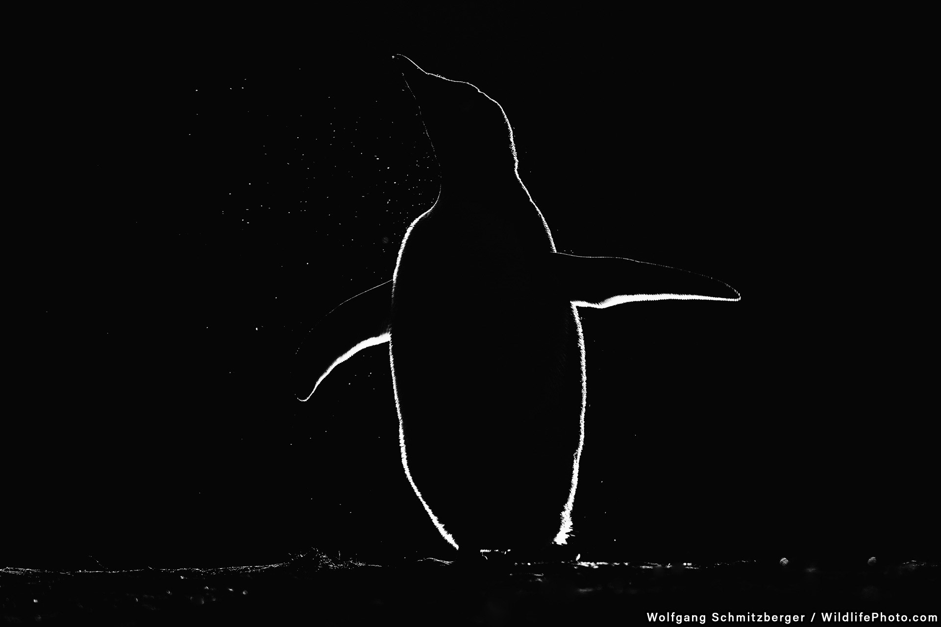 Backlit Penguin, © Wolfgang Schmitzberger, Wildlife Portraits Photo Contest