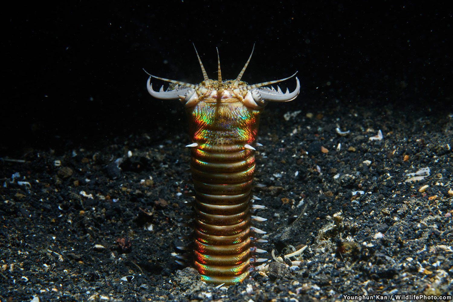 Bobbit Worm, © Younghun Kan, Highly Commended, Wildlife Portraits Photo Contest