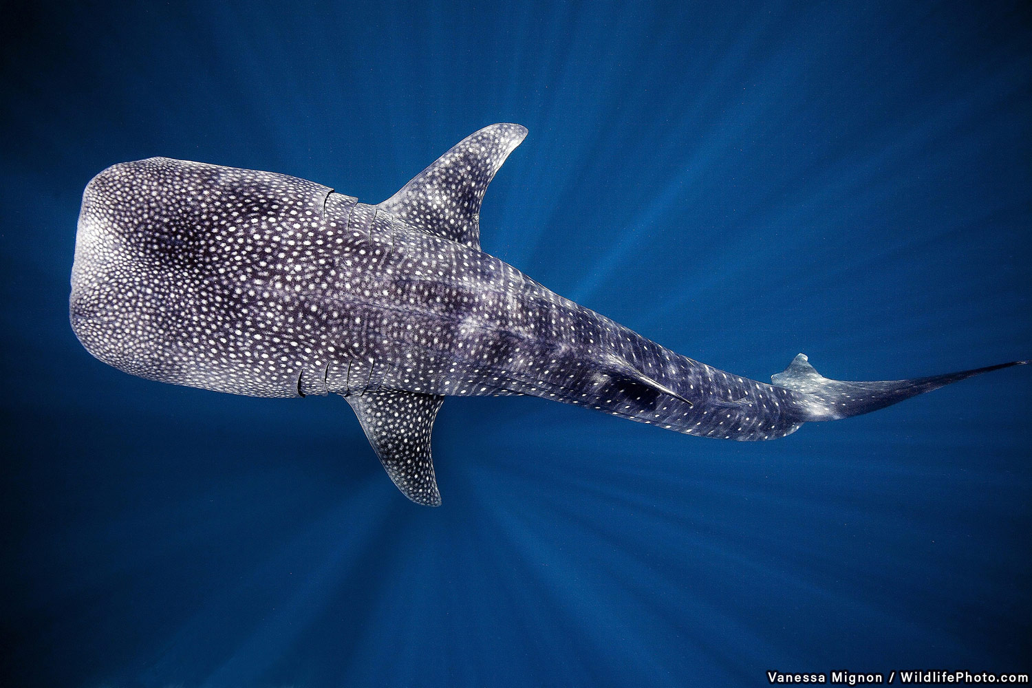 Whale Shark Portrait, © Vanessa Mignon, Highly Commended, Wildlife Portraits Photo Contest