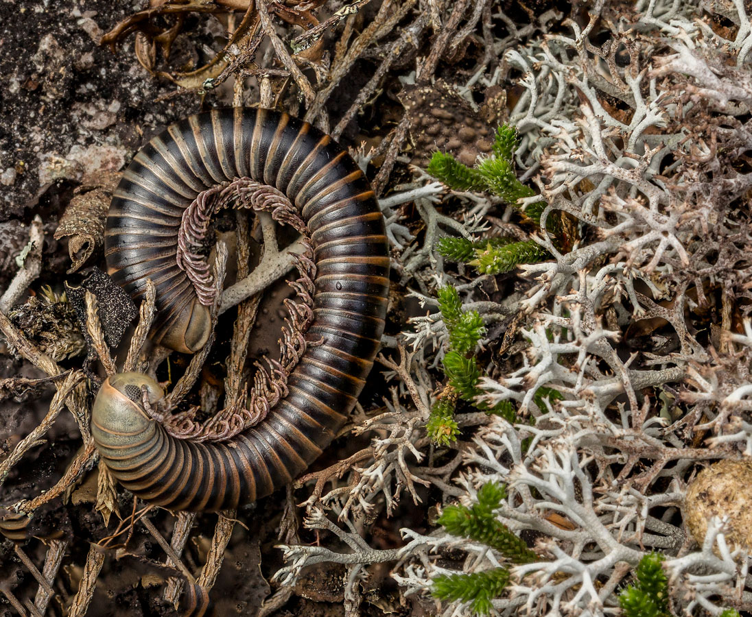 Millipede, © Ron Santini, Huntersville, NC, United States, First Place, World In Focus - The Ultimate Travel Photography Competition