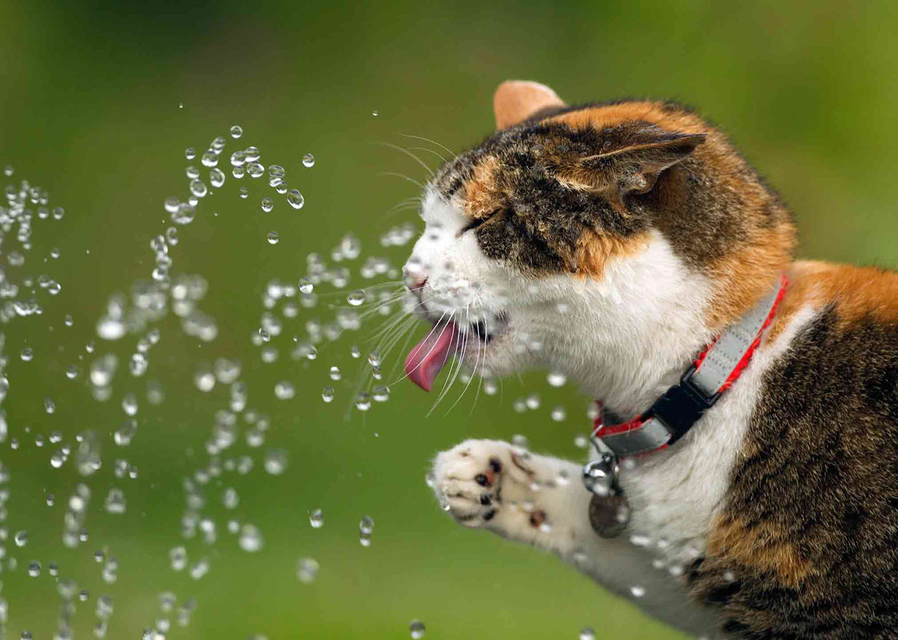 The Fountain of Life, © Sophie Bramall, Picture Perfect Pets Category Runner-up, RSPCA Young Photographer Awards